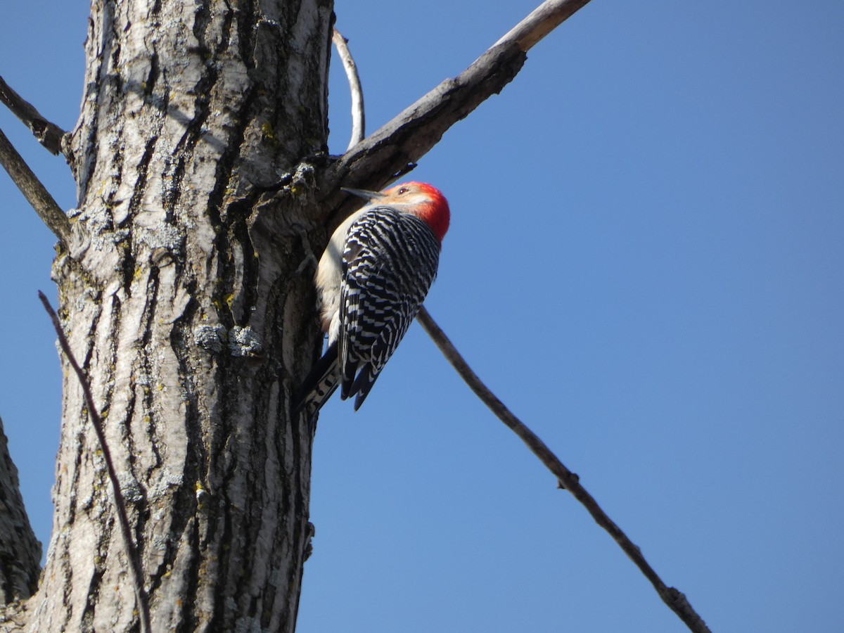 Red-bellied Woodpecker - Marieta Manolova