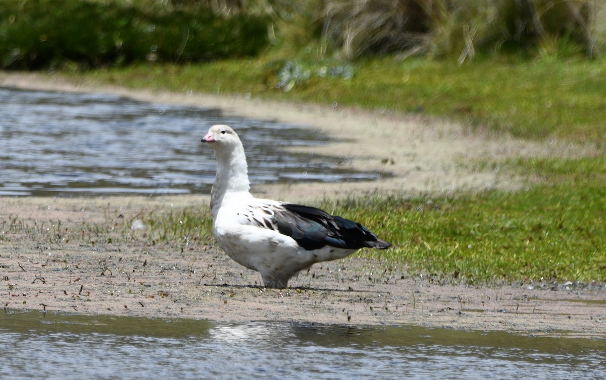 Andean Goose - ML615412228