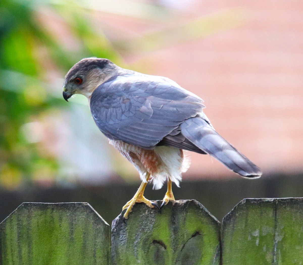 Cooper's Hawk - Jon Wise