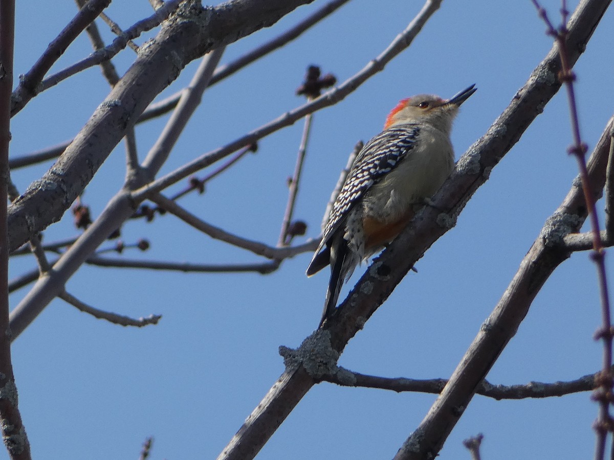 Red-bellied Woodpecker - Marieta Manolova