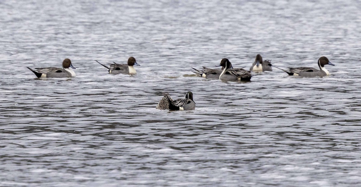 Northern Pintail - ML615412321