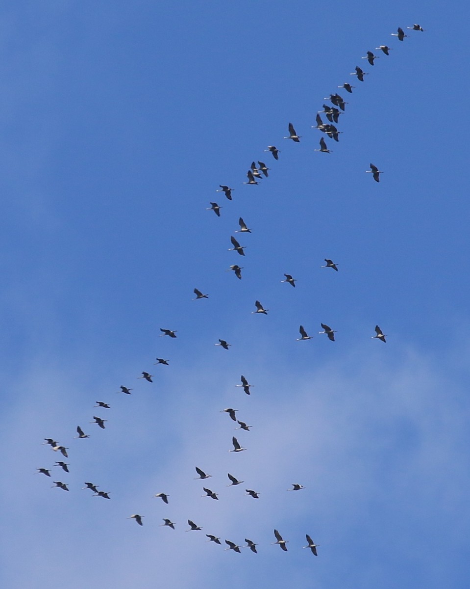 Sandhill Crane - ML615412322