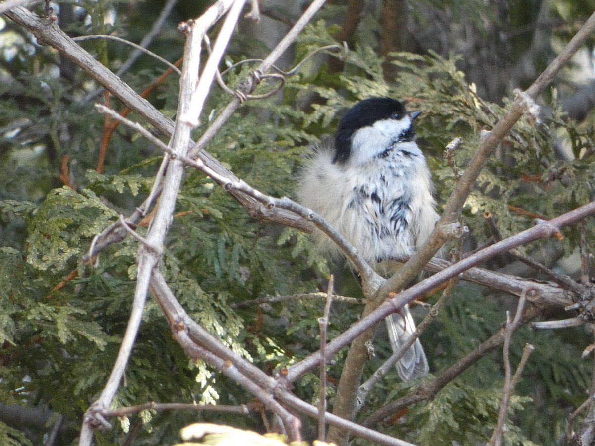 Black-capped Chickadee - ML615412359
