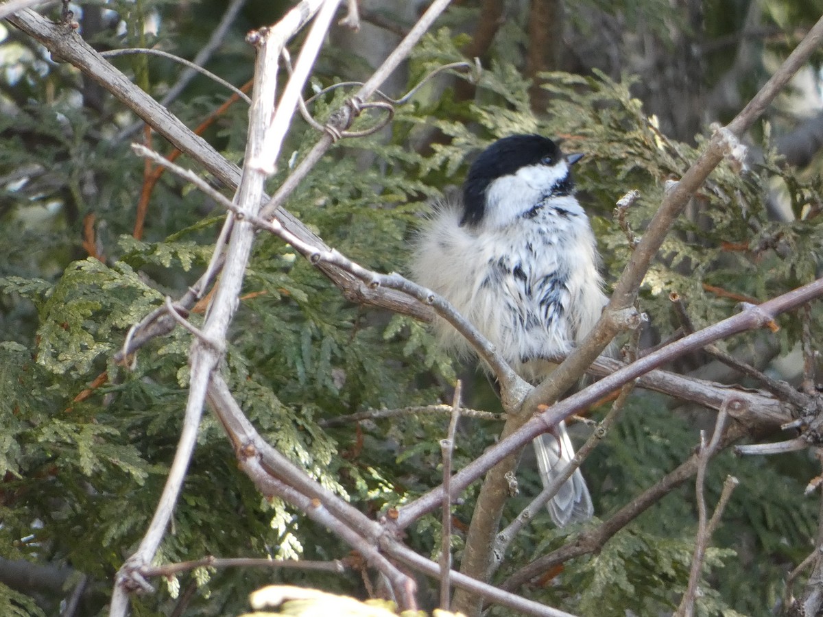 Black-capped Chickadee - ML615412359