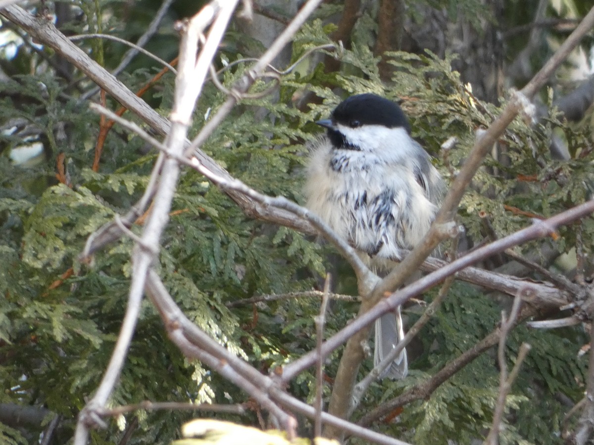 Black-capped Chickadee - ML615412360