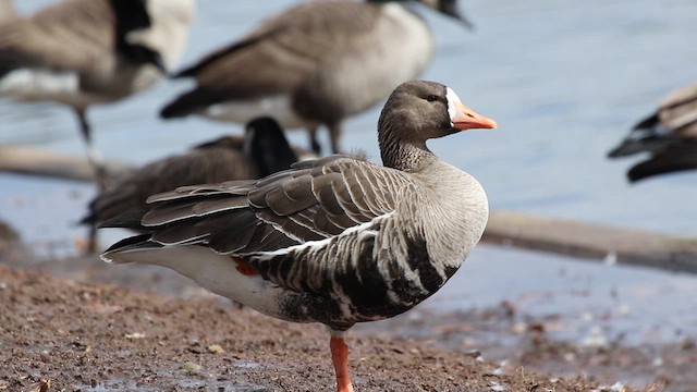 Greater White-fronted Goose - ML615412367
