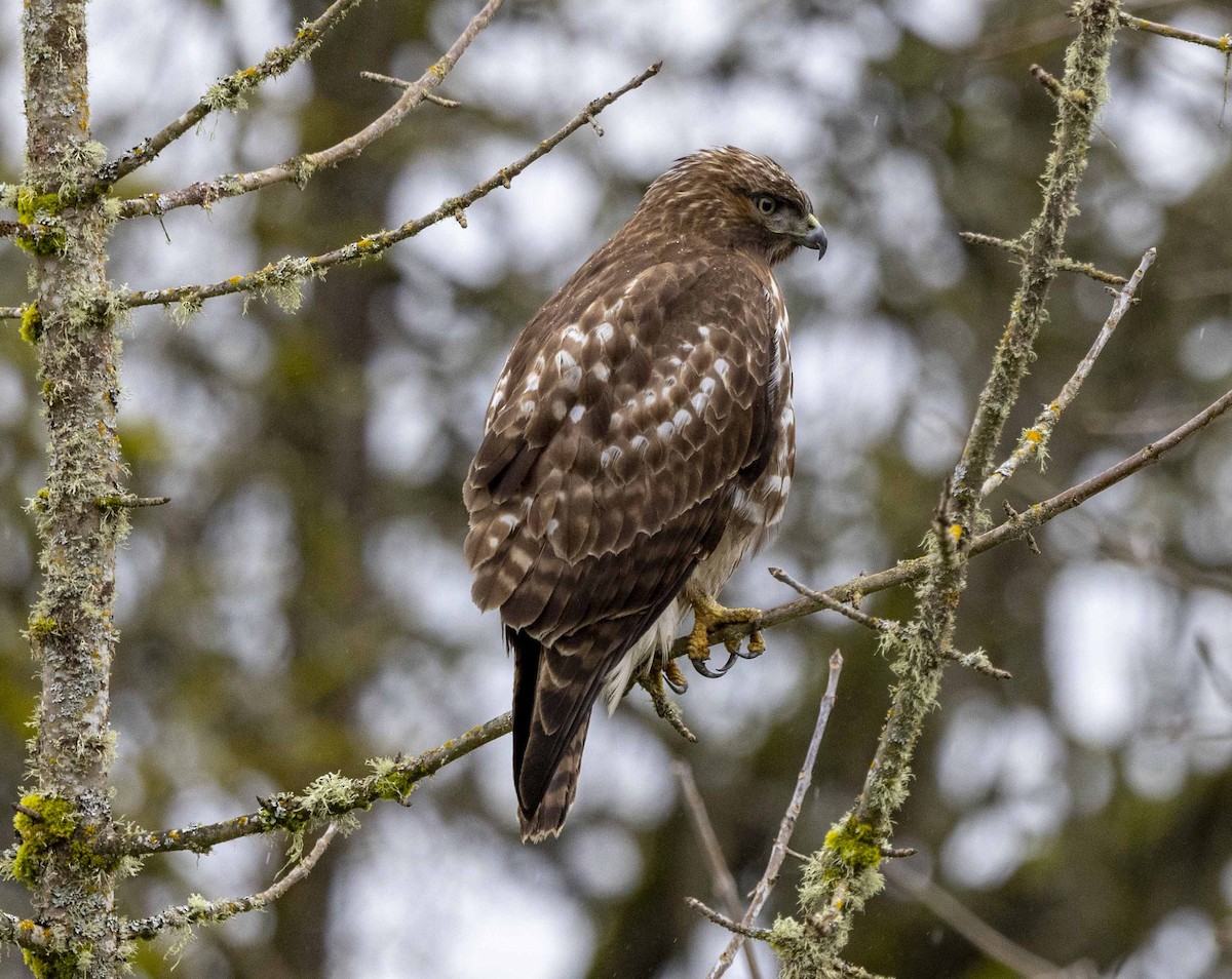 Red-tailed Hawk - ML615412398