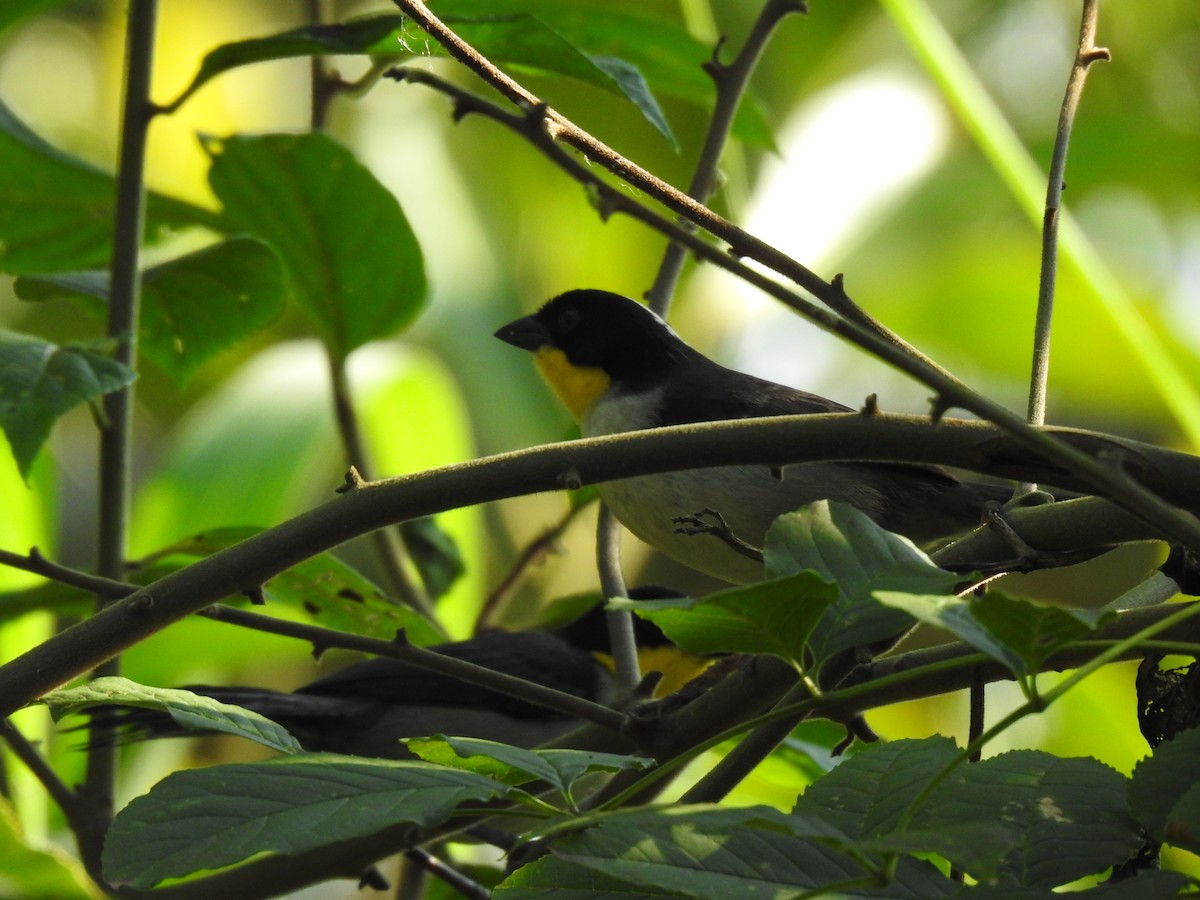 White-naped Brushfinch (Yellow-throated) - ML615412401