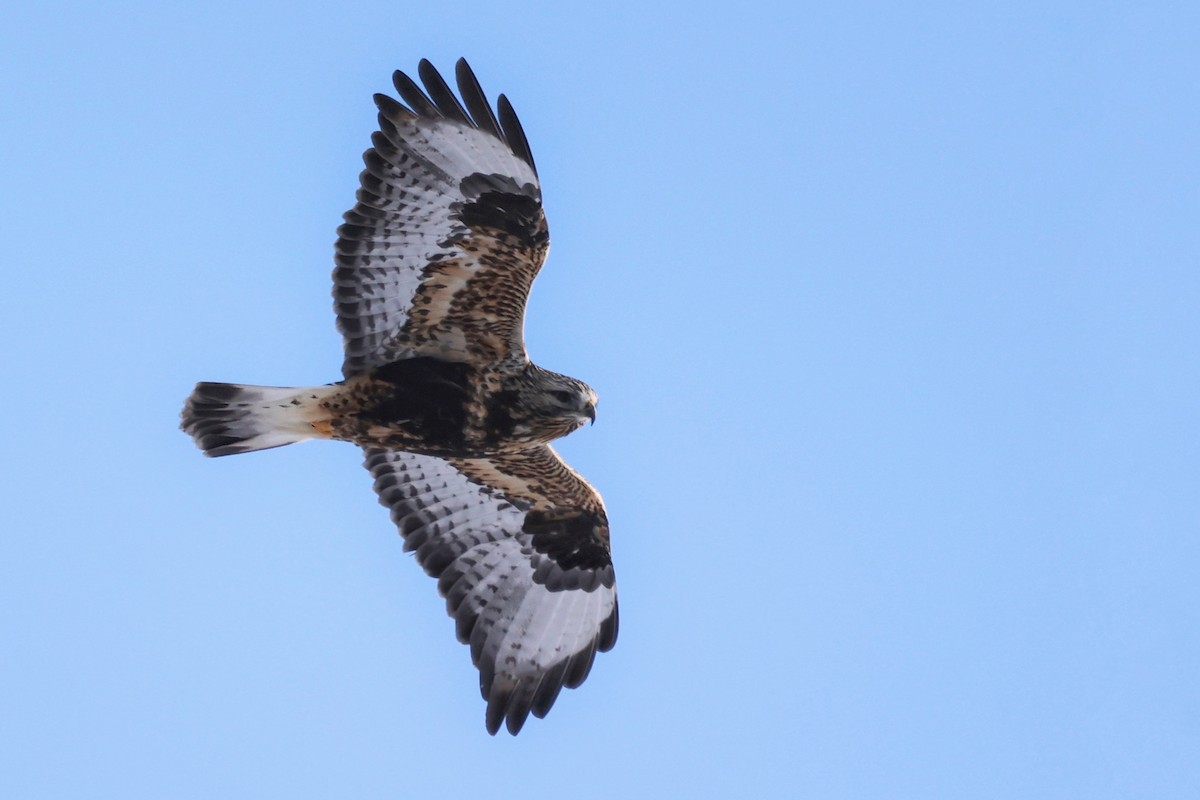 Rough-legged Hawk - ML615412440