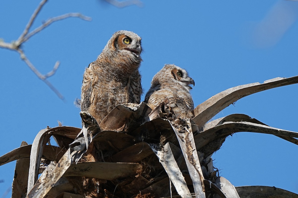 Great Horned Owl - ML615412454