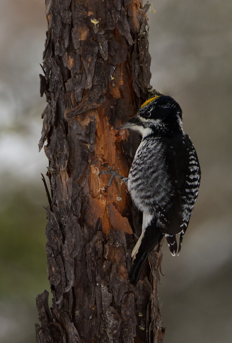 American Three-toed Woodpecker - ML615412458