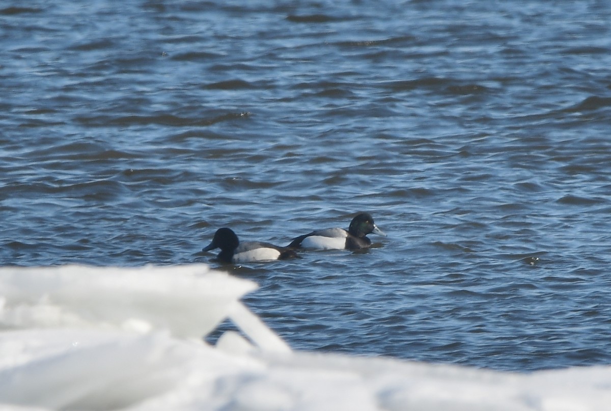 Greater Scaup - Michele Chartier