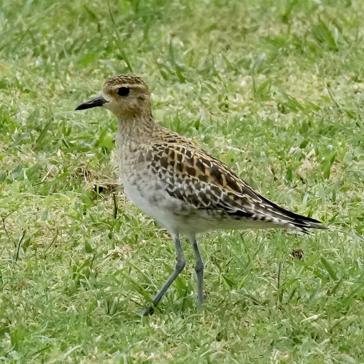 Chorlito Dorado Siberiano - ML615412781