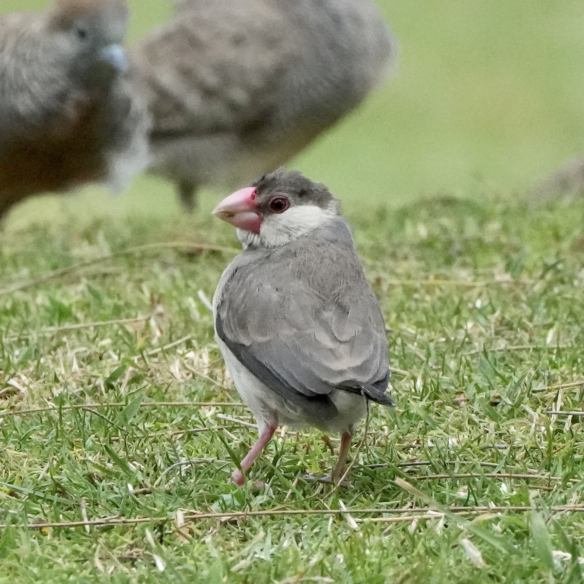 Java Sparrow - ML615412799