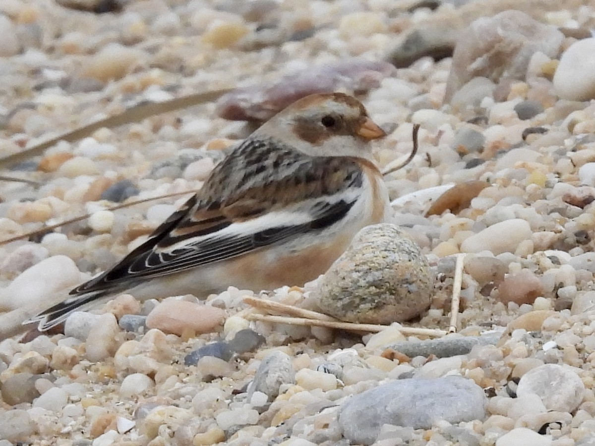 Snow Bunting - ML615412888