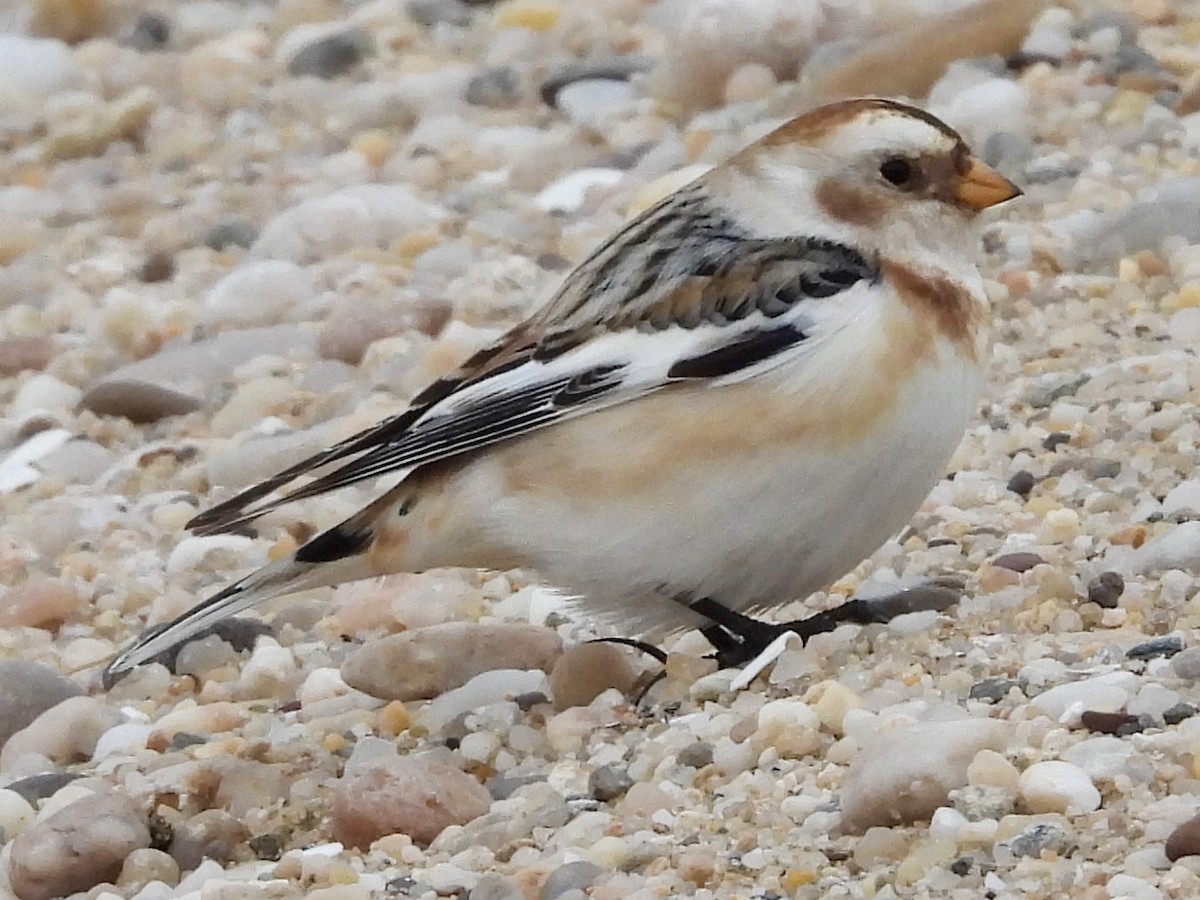 Snow Bunting - ML615412889