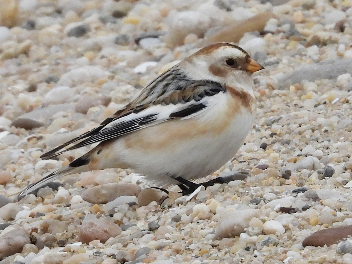 Snow Bunting - ML615412890