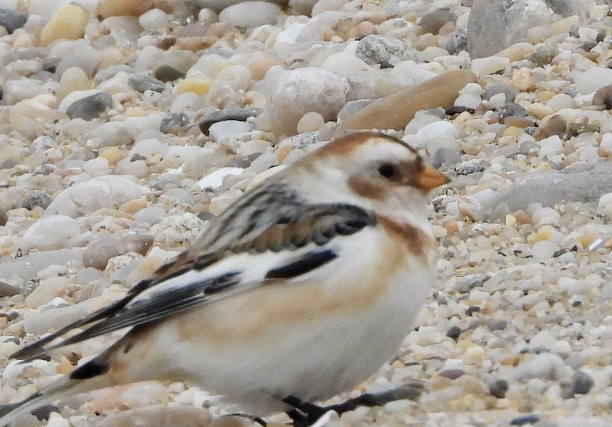 Snow Bunting - ML615412891