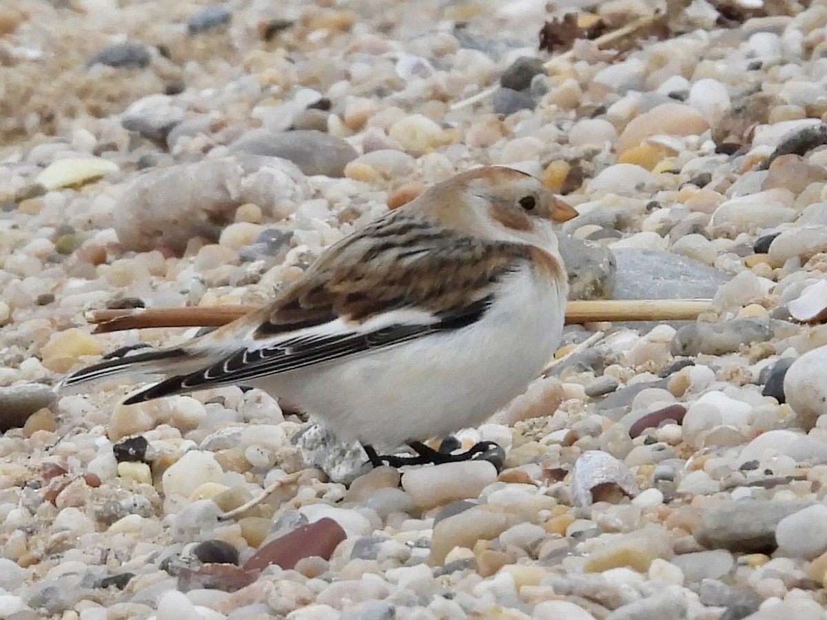 Snow Bunting - ML615412892