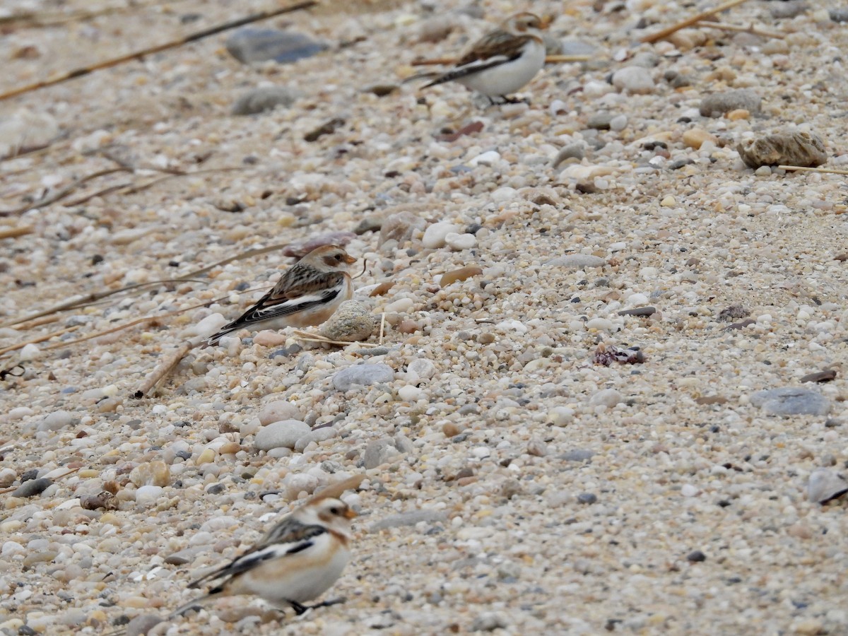 Snow Bunting - ML615412893