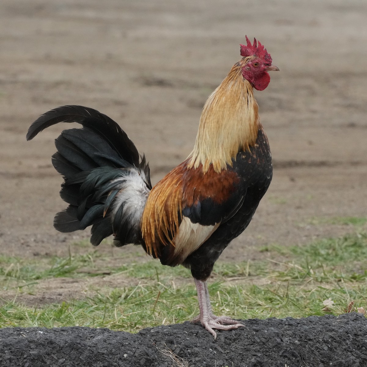 Red Junglefowl (Domestic type) - ML615412895