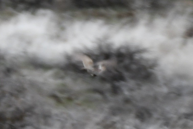 Gray Partridge - ML615412923