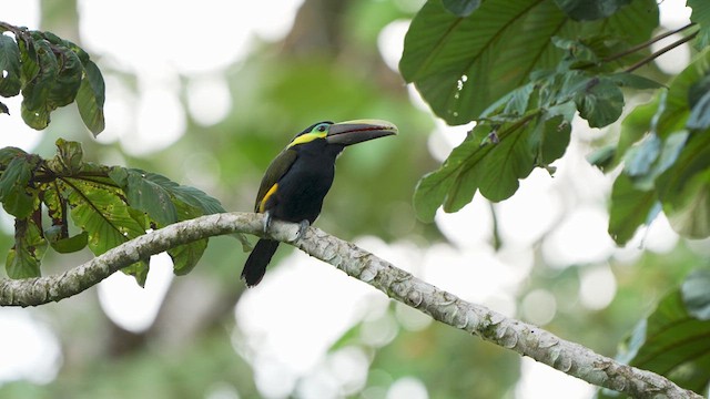 Yellow-eared Toucanet - ML615412932