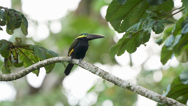 Yellow-eared Toucanet - ML615412933