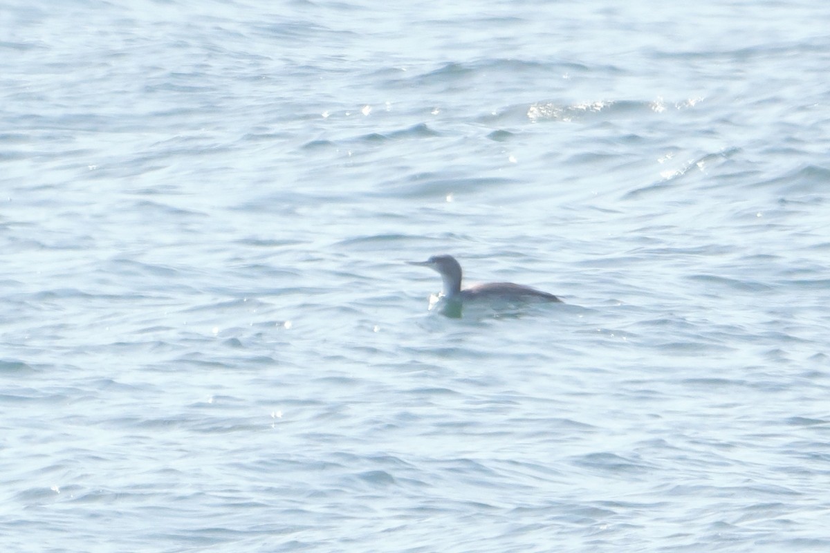Red-throated Loon - ML615412953