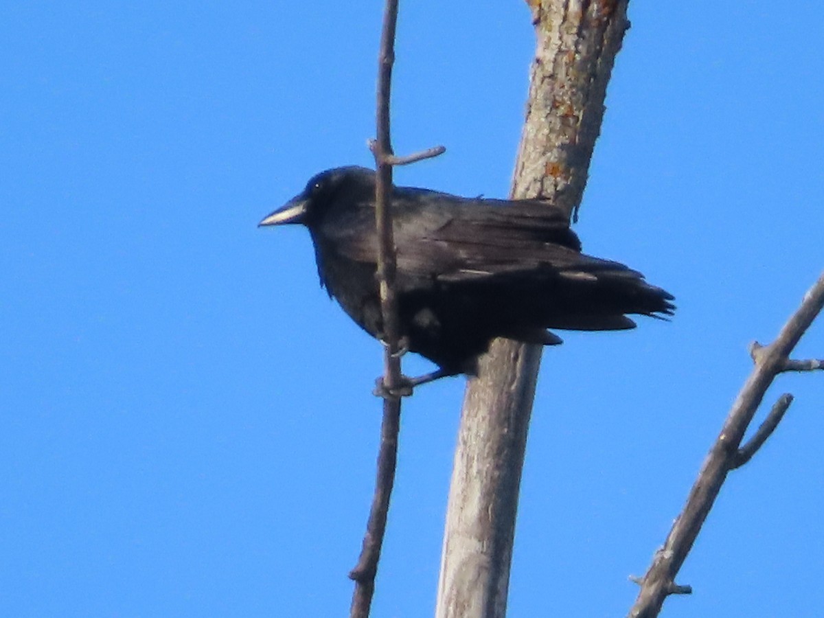 Common Raven - ML615413017