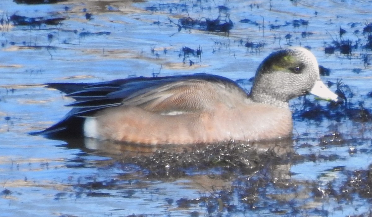 American Wigeon - ML615413129