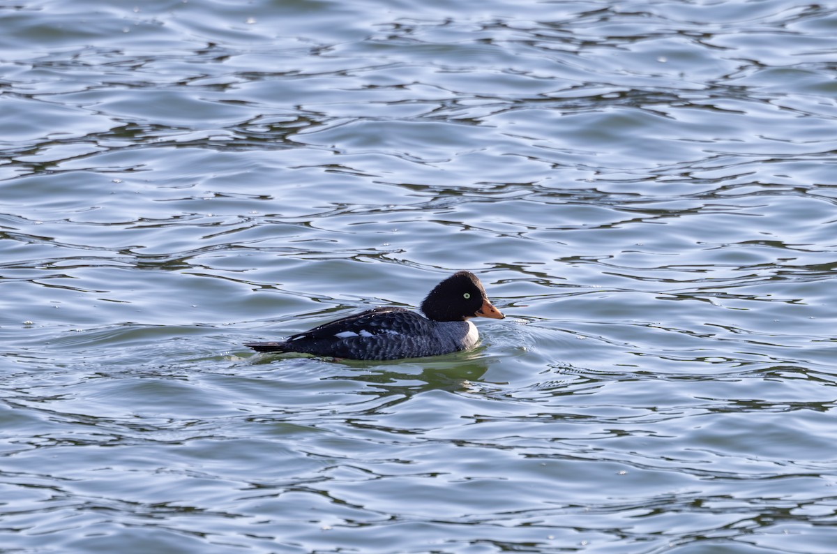 Barrow's Goldeneye - ML615413162