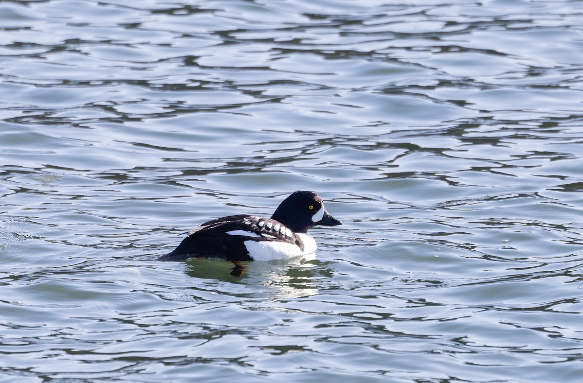 Barrow's Goldeneye - ML615413163