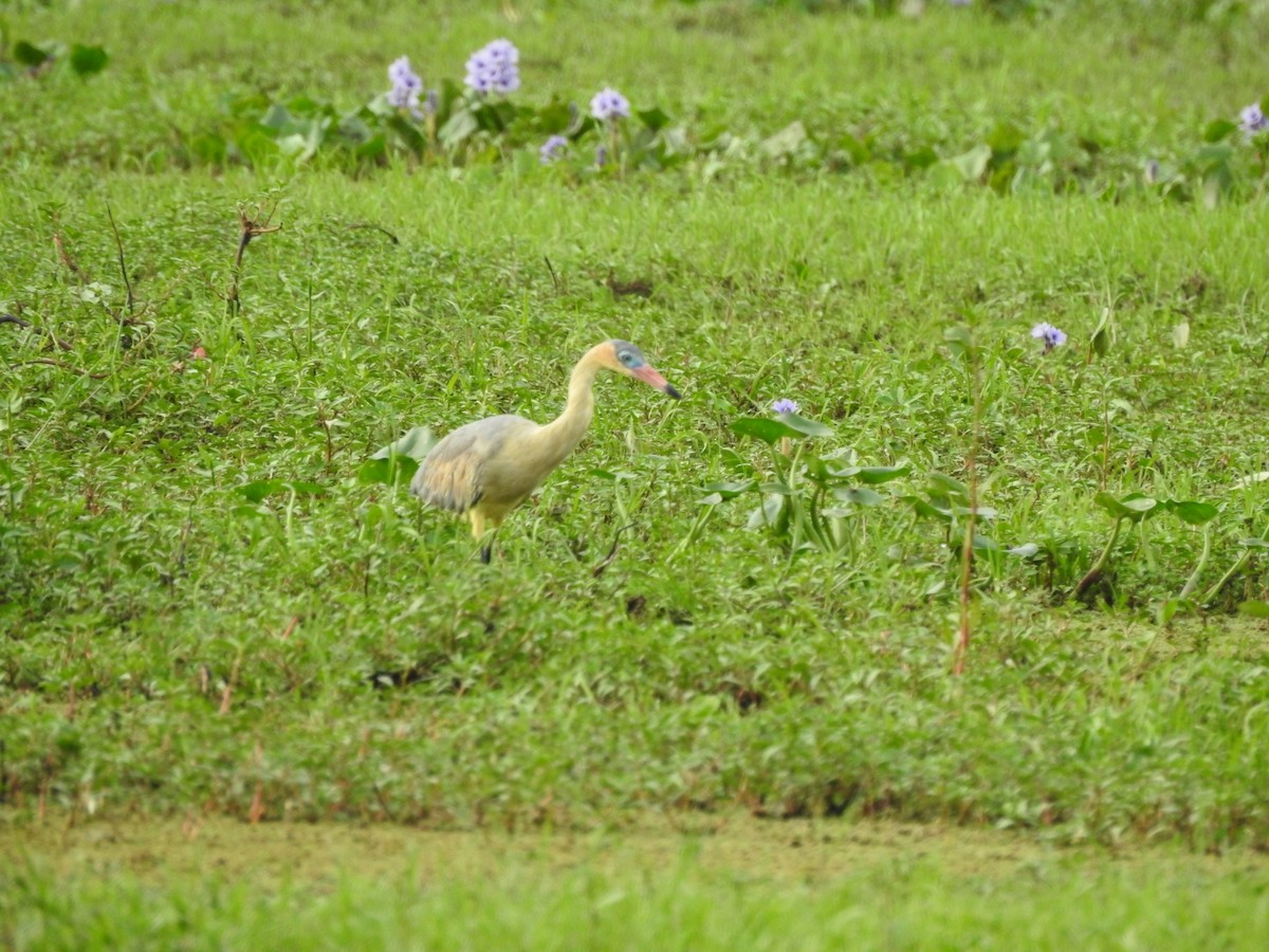 Whistling Heron - ML615413208