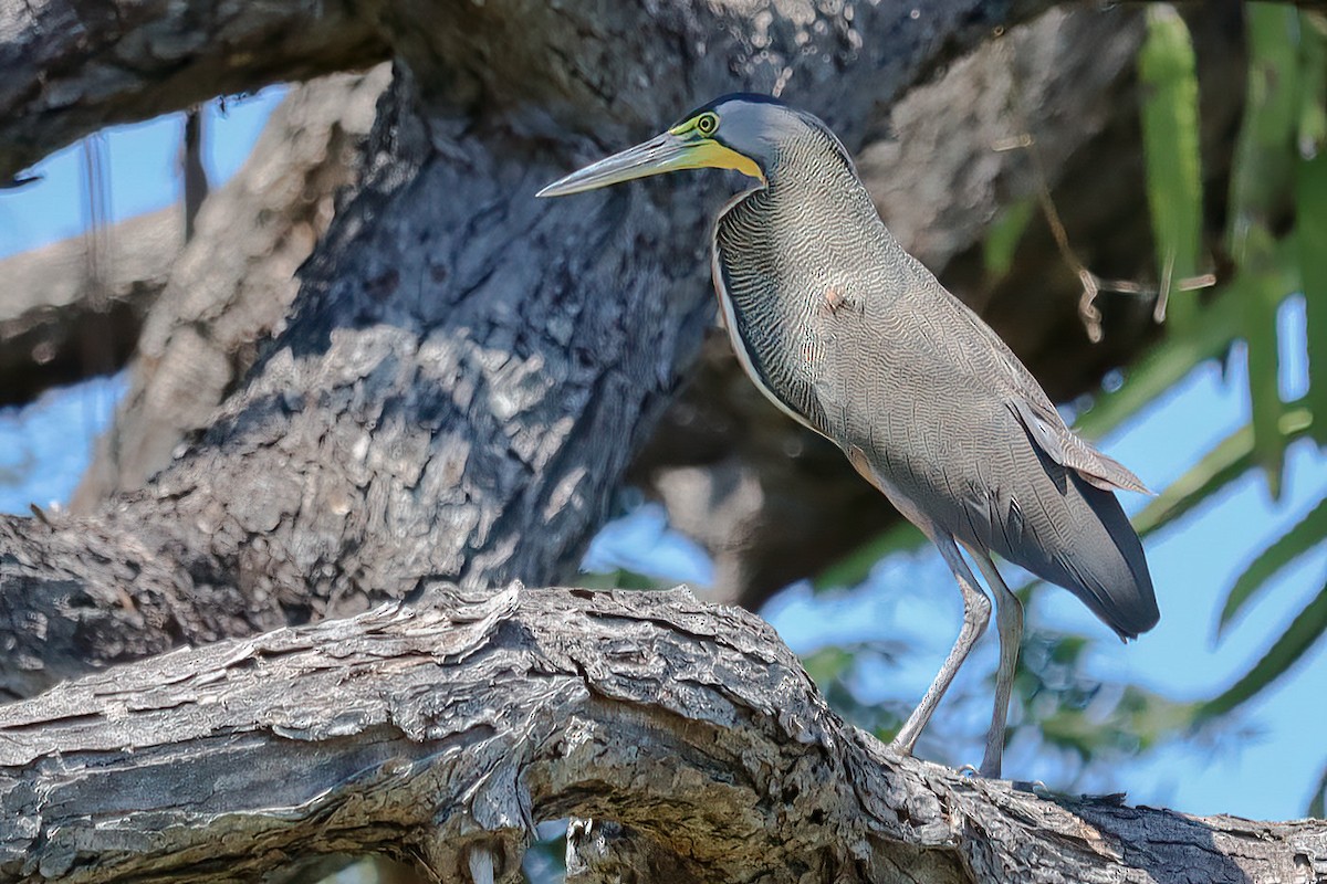 Bare-throated Tiger-Heron - Jose Abelardo Sanchez