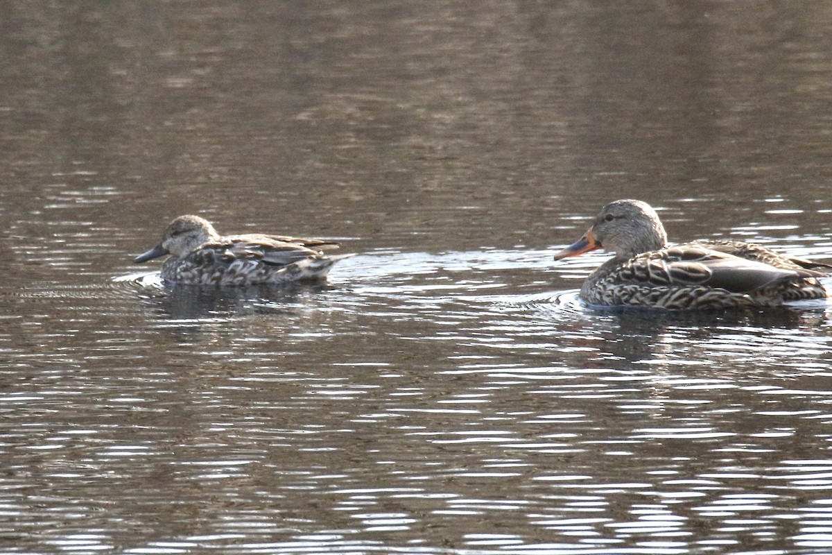 Blue-winged Teal - Nancy Villone