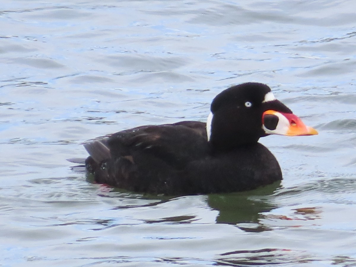 Surf Scoter - ML615413234