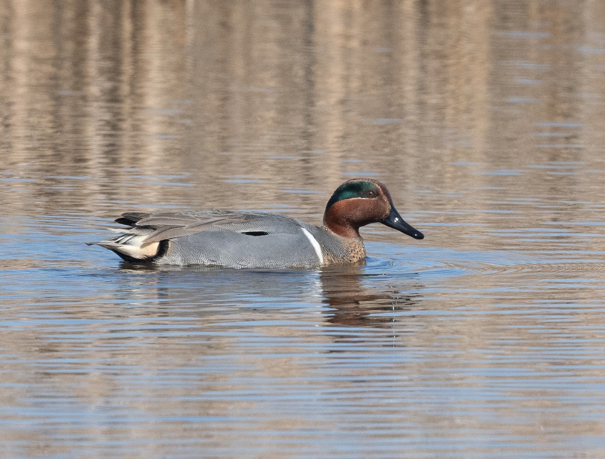 Green-winged Teal - ML615413238