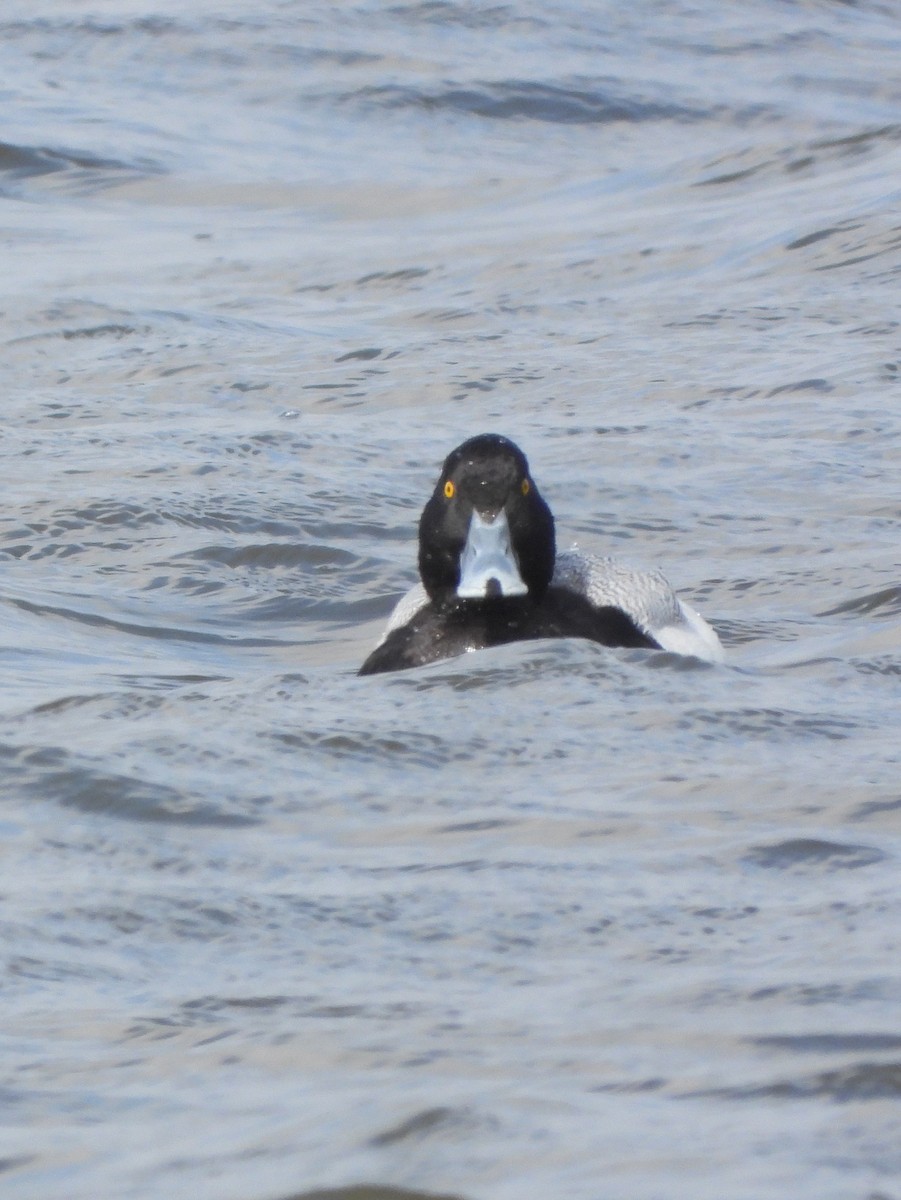 Greater Scaup - ML615413248