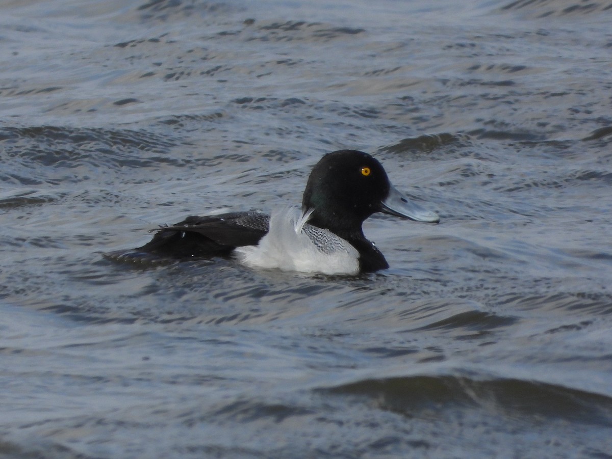 Greater Scaup - ML615413249