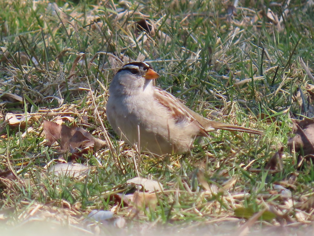 Bruant à couronne blanche - ML615413277