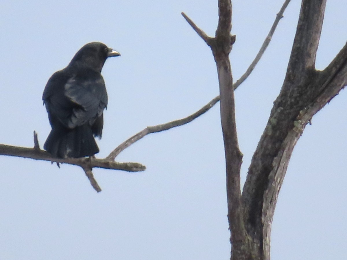 American Crow - ML615413297