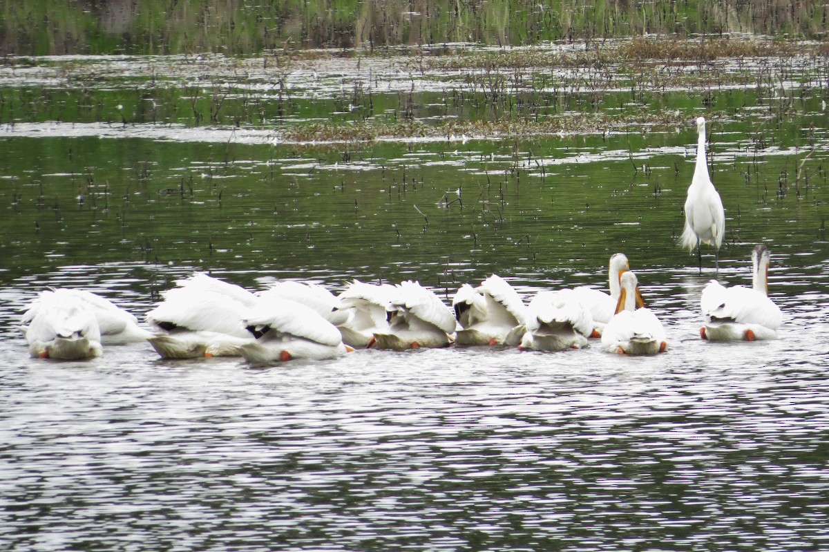 American White Pelican - ML61541331