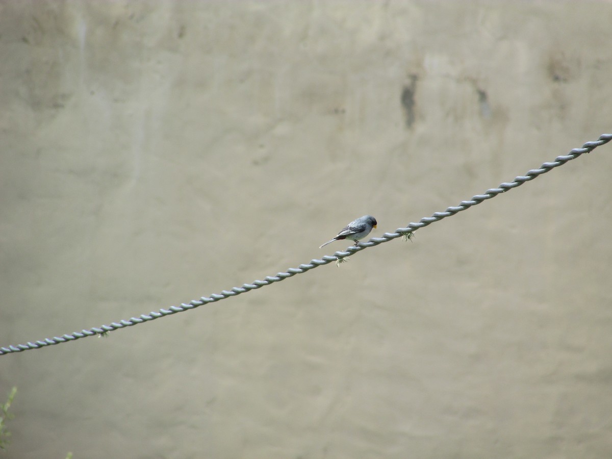 Band-tailed Seedeater - Julián Lorenzi