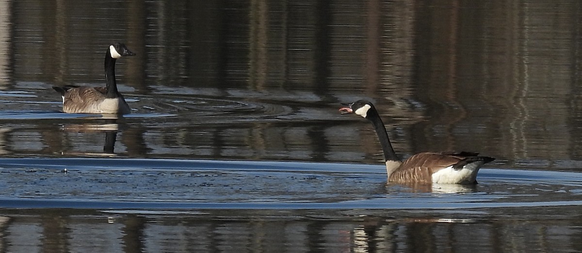 Kanadagans - ML615413367