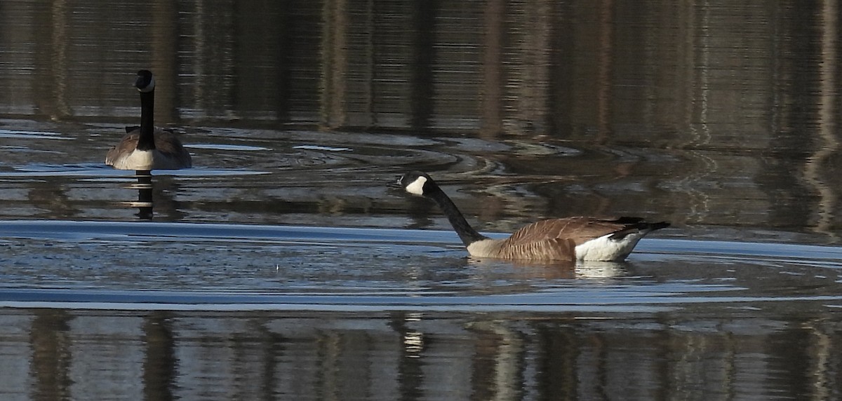 Kanadagans - ML615413368