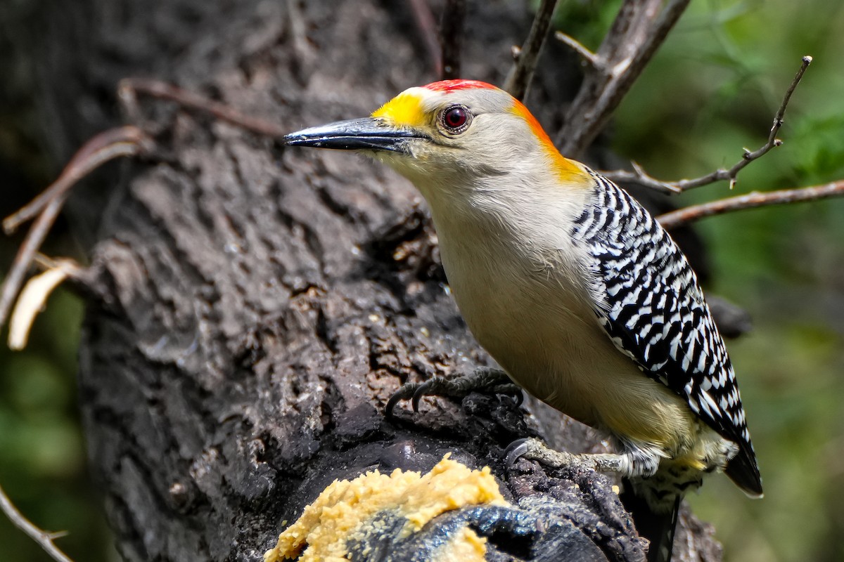 Golden-fronted Woodpecker - ML615413374