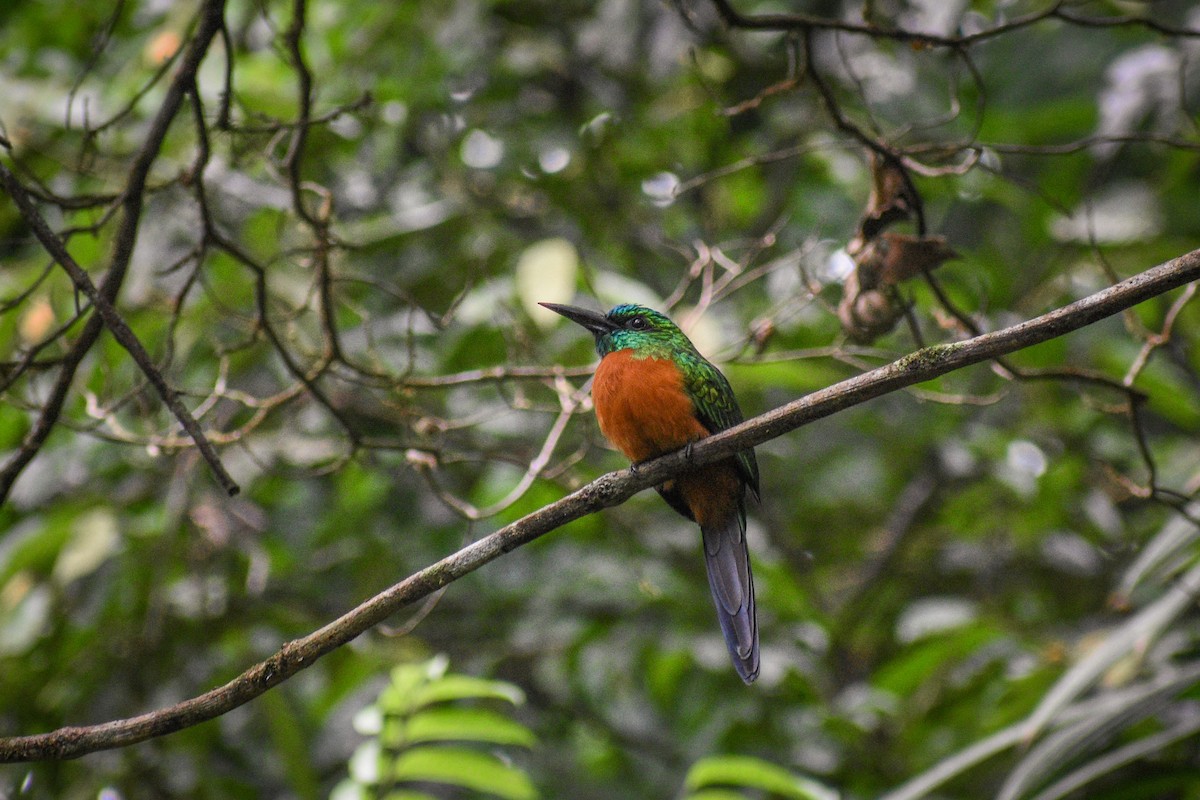 Great Jacamar - ML615413392