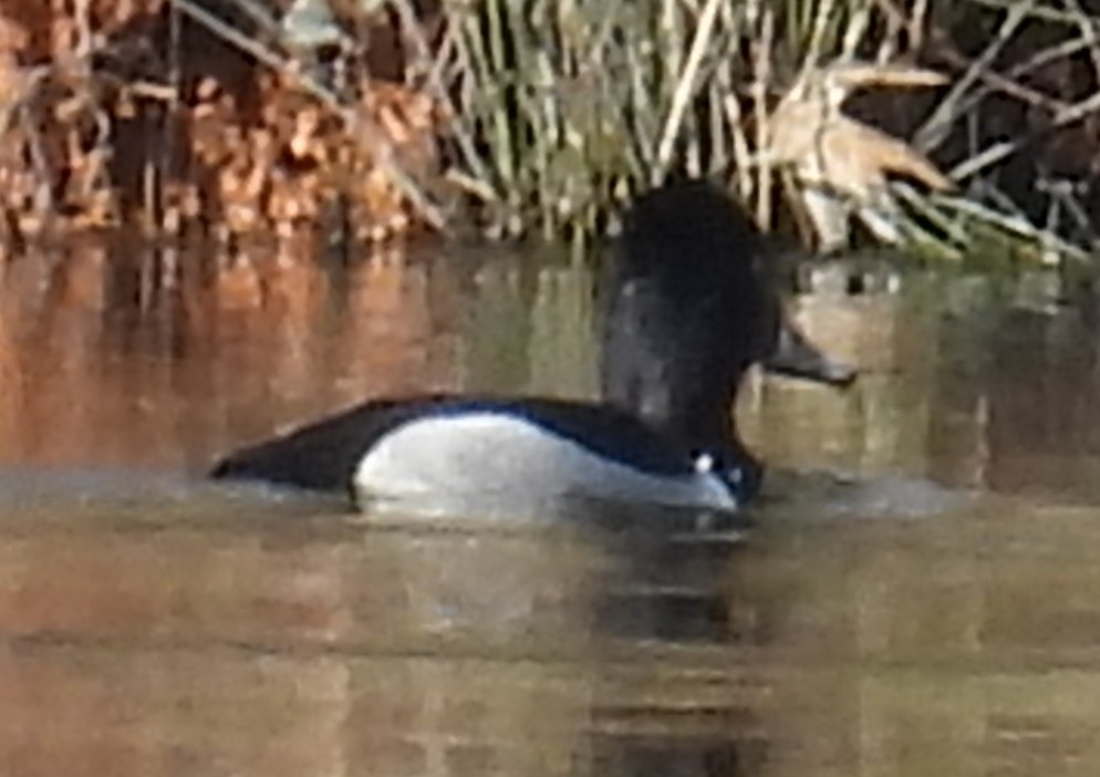 Ringschnabelente - ML615413401