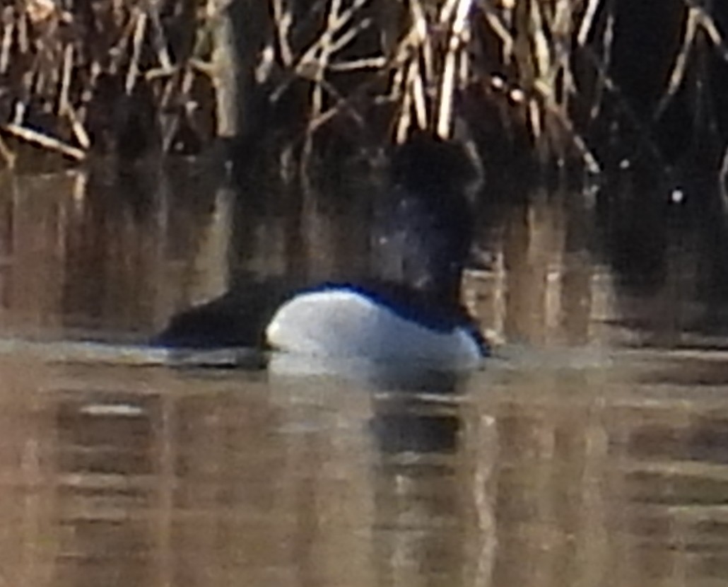 Ringschnabelente - ML615413402